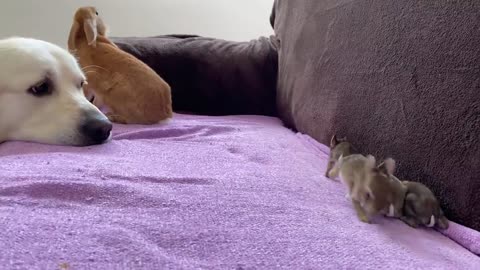 Golden Retriever and Baby Bunnies 10 days old [All 4 Bunnies Open Their Eyes]