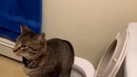 Cat toilet 😂