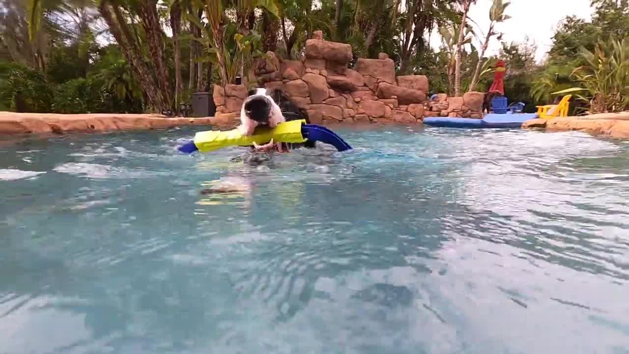 Giant Great Dane doesn't even need to swim in the shallow end