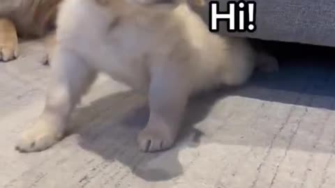 It’s me! Your Bestie 🥰 #puppy #goldenretriever #dog #puppies #dogshorts #dogs