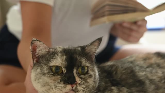 Woman Petting a Cat While Holding a Book