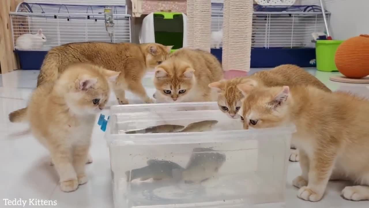 Reaction of kittens to LIVE FISH | Akai cat and his kittens