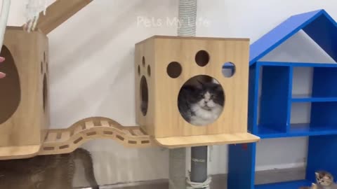 CATS FUNNY VIDEOS
