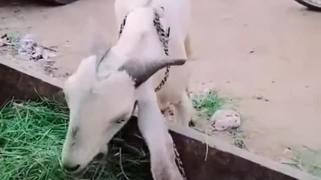 funny animal videos