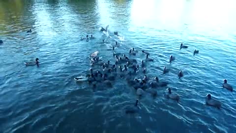 Coot Sounds by ani male