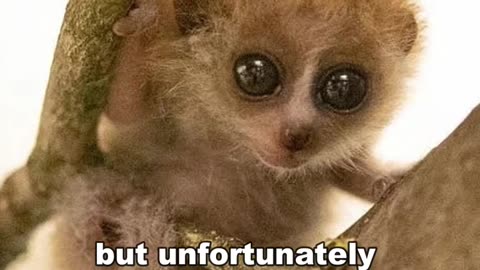 Slow Loris | Cute But Deadly #shorts