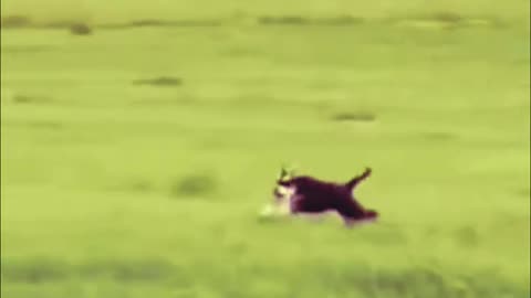 Funniest animals | funny and fail animal videos