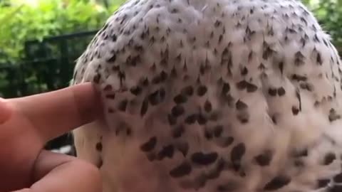 FLUFFIEST OWL ON THE INTERNET.