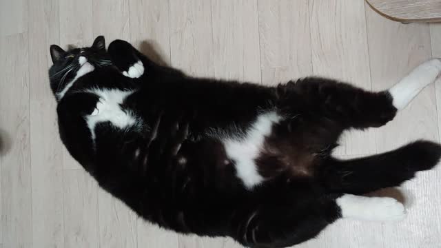 A cute cat is lying and showing its belly.