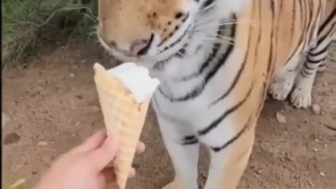 Tiger eating ice cube 😋🙃