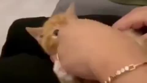 Funny animals