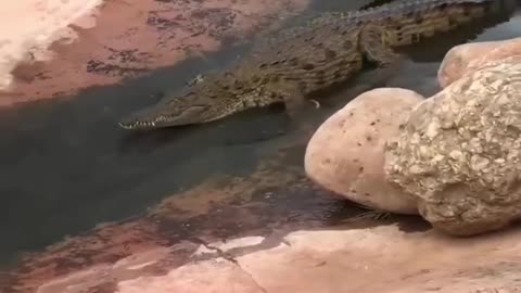 Crocodile