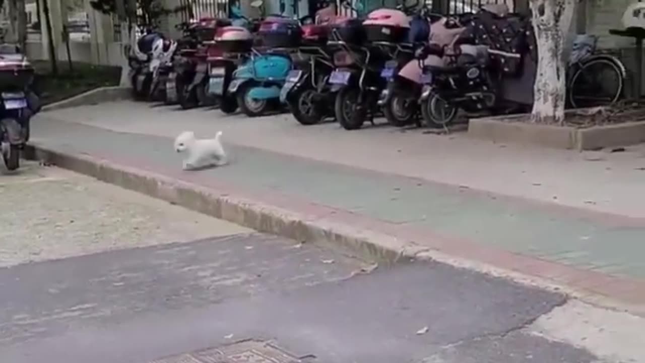 Best funny animal video 2023😍