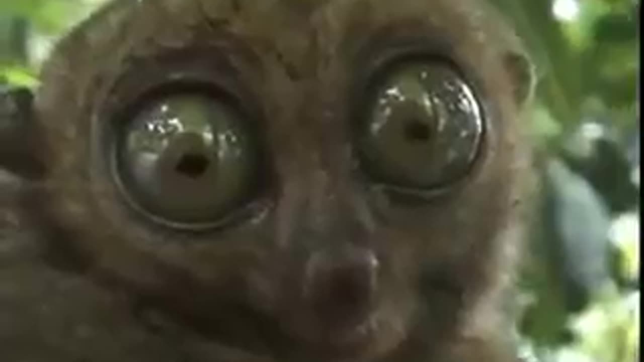 Eyed Animal