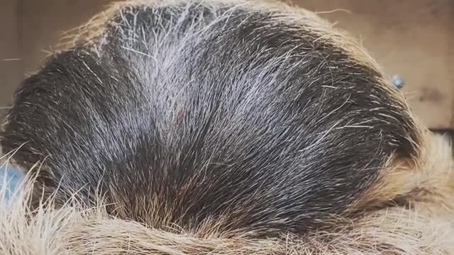 sloth sleeping