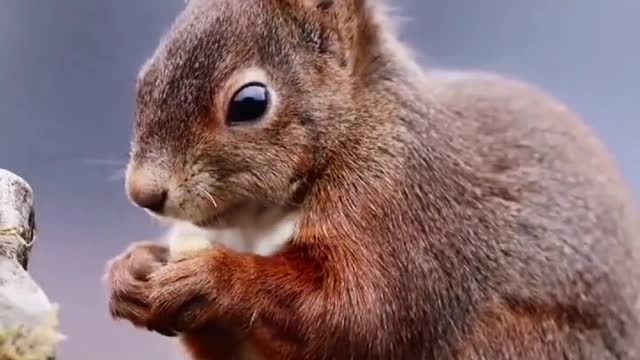 Snow ground squirrel