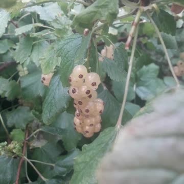 White currant