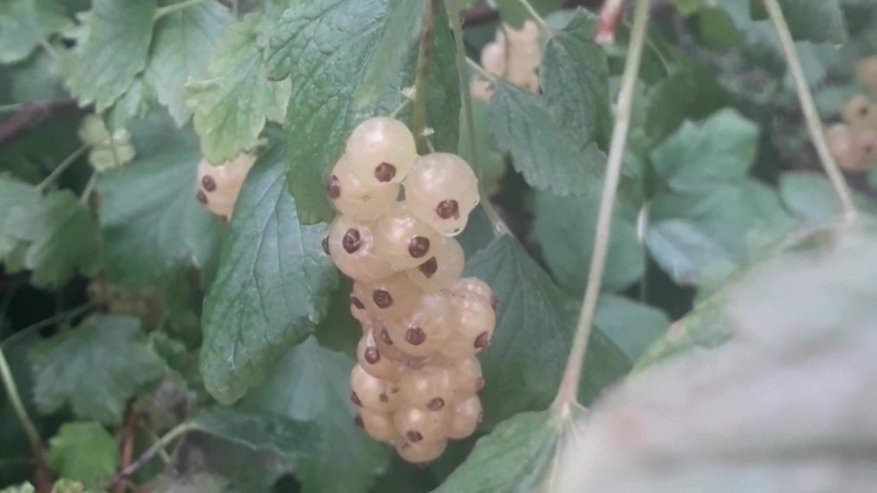 White currant