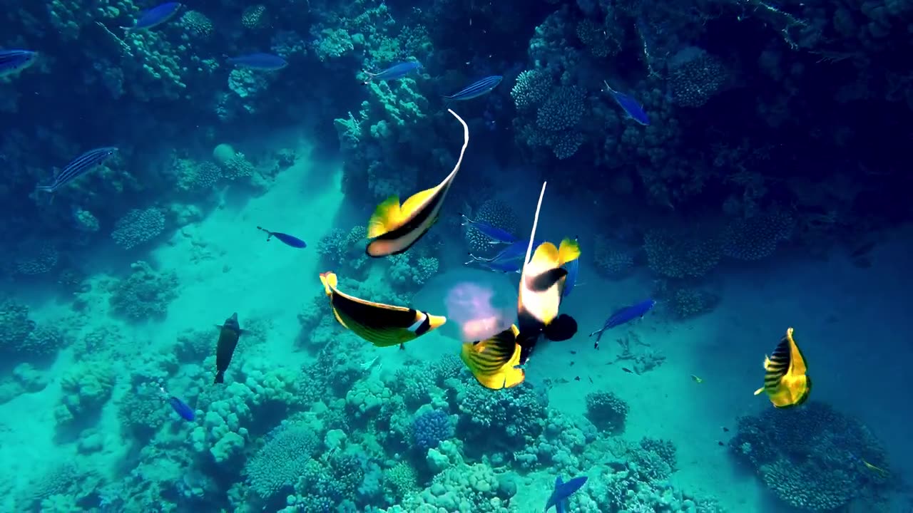 Coral reef in the Red Sea with Moorish Idol fish swimming