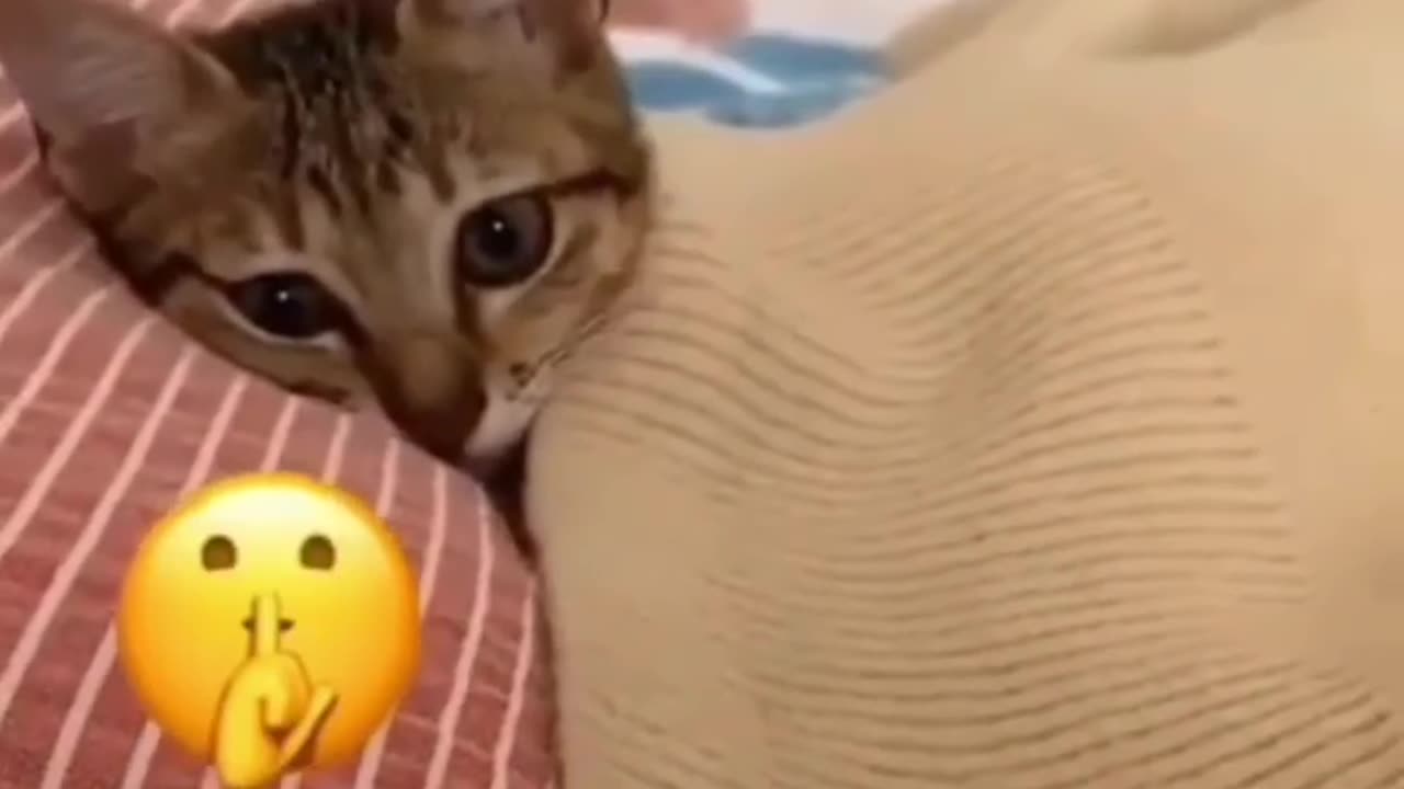 Funny cat video