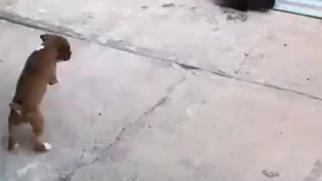 Puppy Hopping like a Rabbit