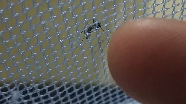 Mosquito trying to bite my finger/