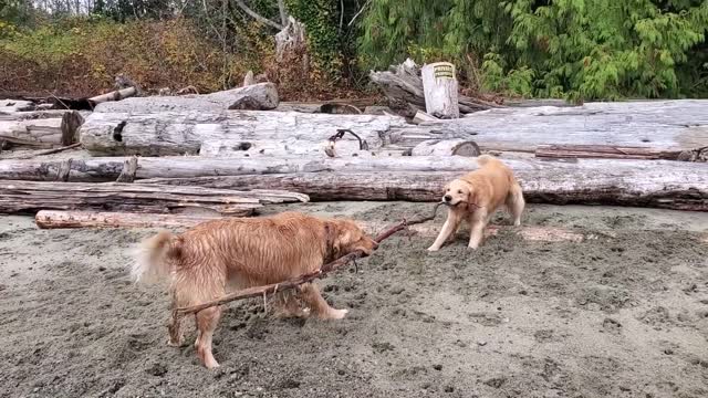 Golden Retriever Brothers Tug O' War Match