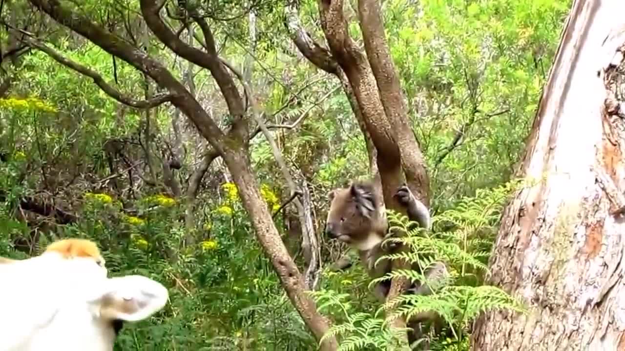 Cute Koalas Playing 🐨 Funny Koala Bears [Funny Pets]