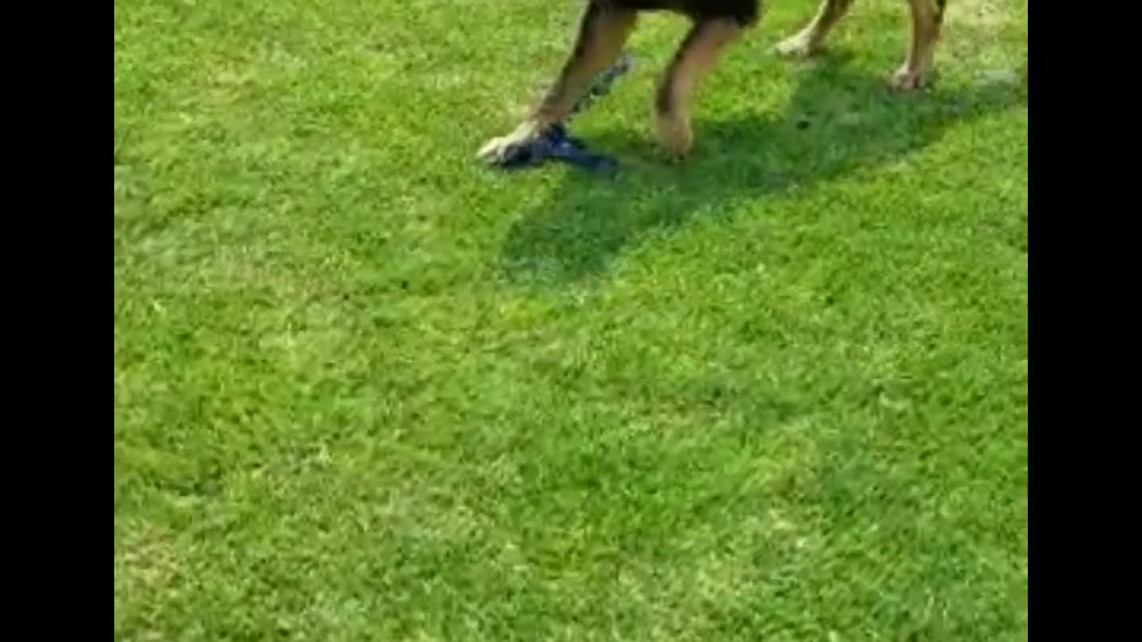 German Shepherd so excited with his toy