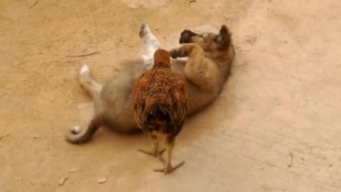 Funny Chicken vs Dog