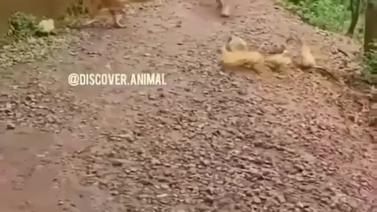 Mother hen takes care of her chicks