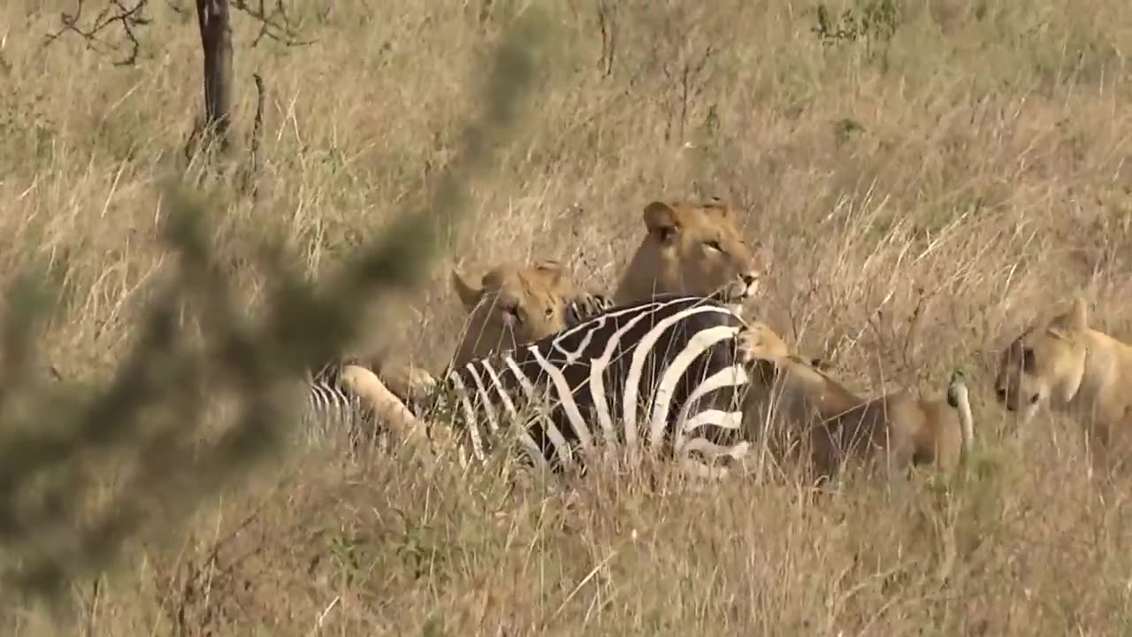 Lion and Zebra Fight! Group of Lions Attacking Other Animals!🐆🐩