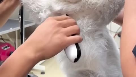 Cat funny videos for fun 😊