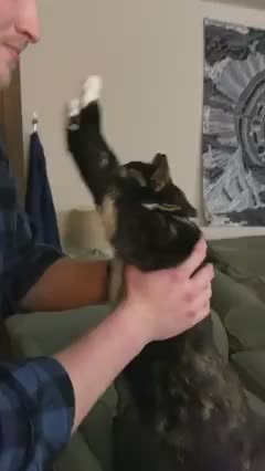 La gatita espera por horas a su hombre para que la ayude a estirarse un poco