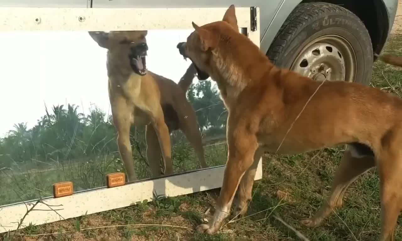 Funny dog 2021 angry dog