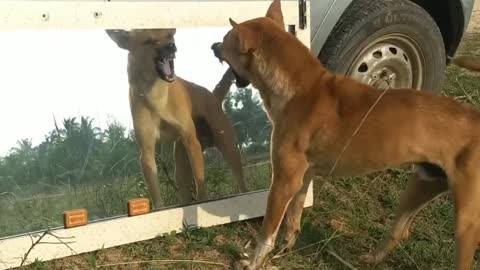 Funny dog 2021 angry dog