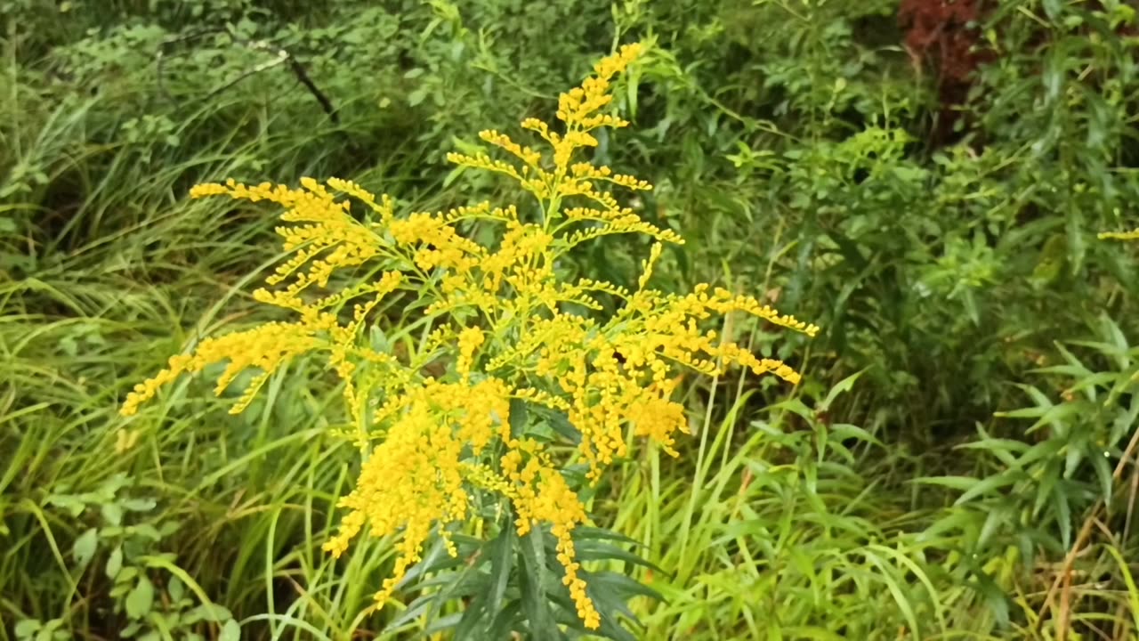 Goldenrod