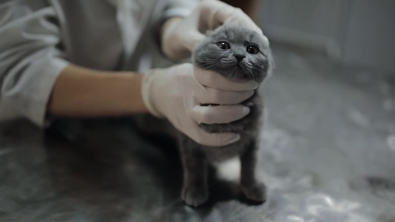 Female veterinarian in a veterinary clinic examining a grey kitten the presence of lichen