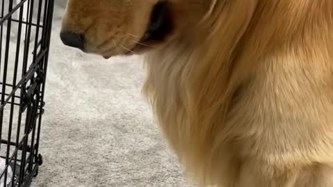 My Dog Waits for His Puppy to Come Home