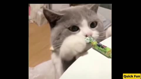 Dogs and Cats Very Funny Videos