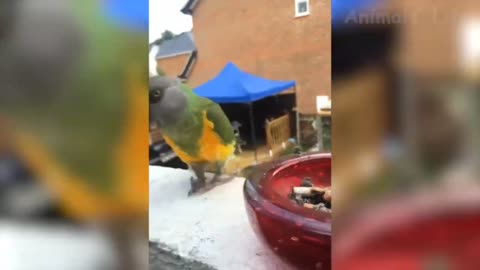 Pets funny video clips
