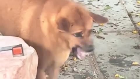 Funny animals - Funny cats and dogs - Funny animal videos 2023🤣