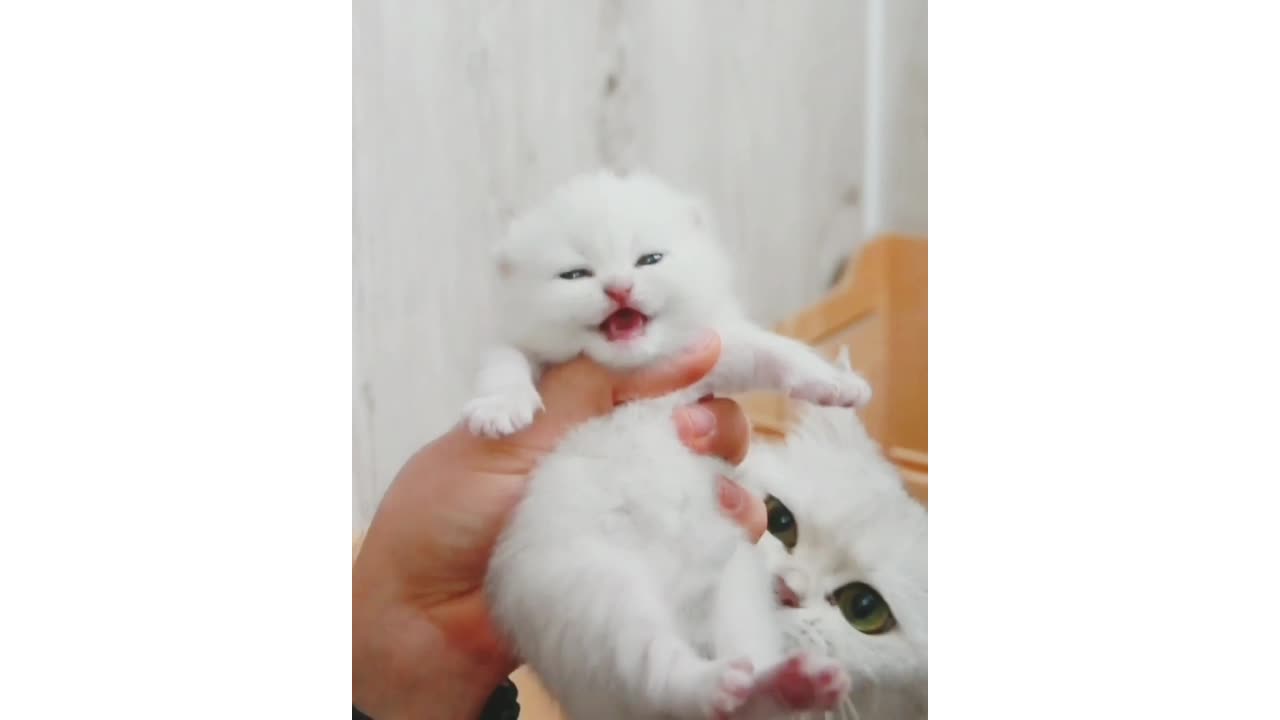 so cute! a baby cat