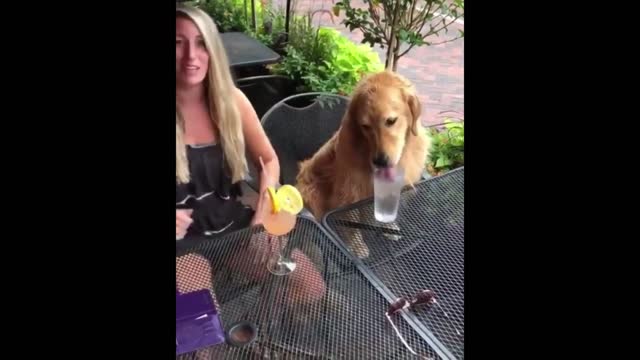 Funny dogs fails and bloopers