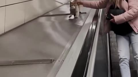 This Stray Cat brings his friends to take over the entire subway station 🤣 #cat #cats #funnycats