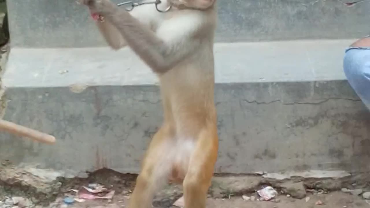 Monkey showing his talant