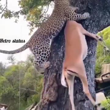 animal discovery#animal #discovery#video #viralshorts #viralvideo #reels#hollywood #movie#bollywood