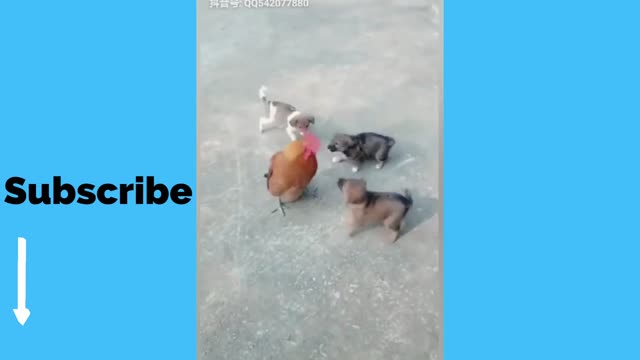 Chicken VS Dog Fight - Funny Dog Fight Videos