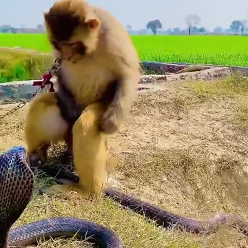 Monkey and snap fightinng