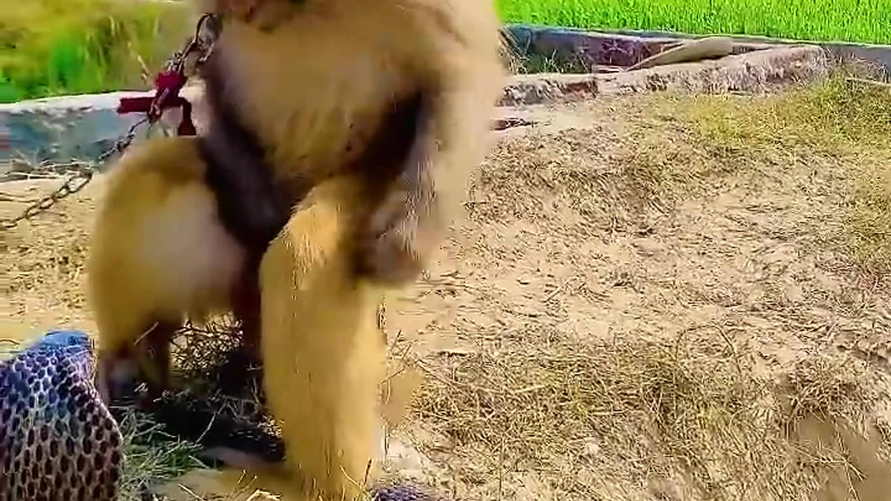 Monkey and snap fightinng